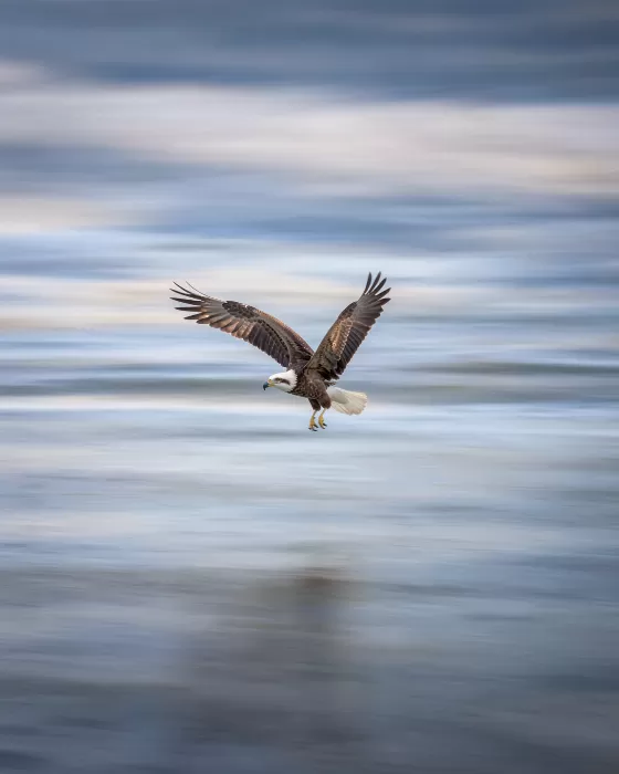 Hovering Osprey