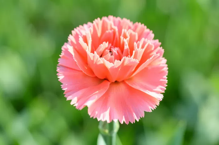 Morning Carnation