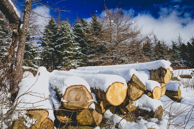 Newfoundland Woods 2 - Newfoundland art print