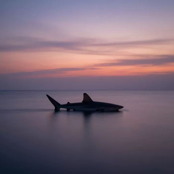 Fin Dusk