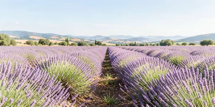 Provence Rows