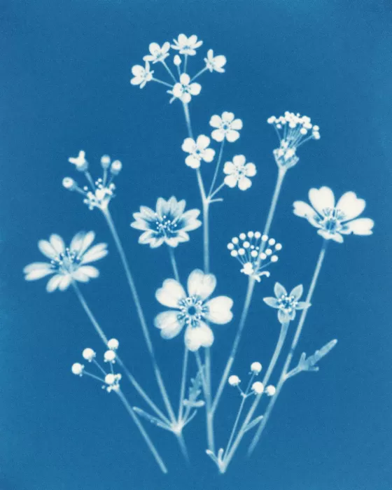 Cyan Petals