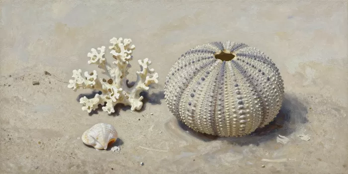 Urchin Shell