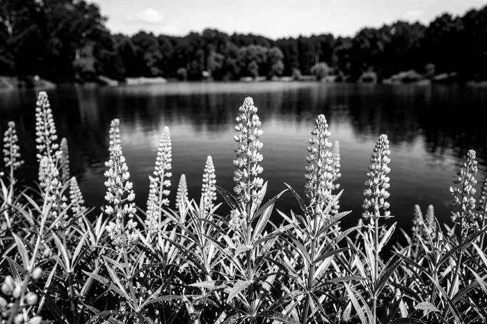 Still Lupines