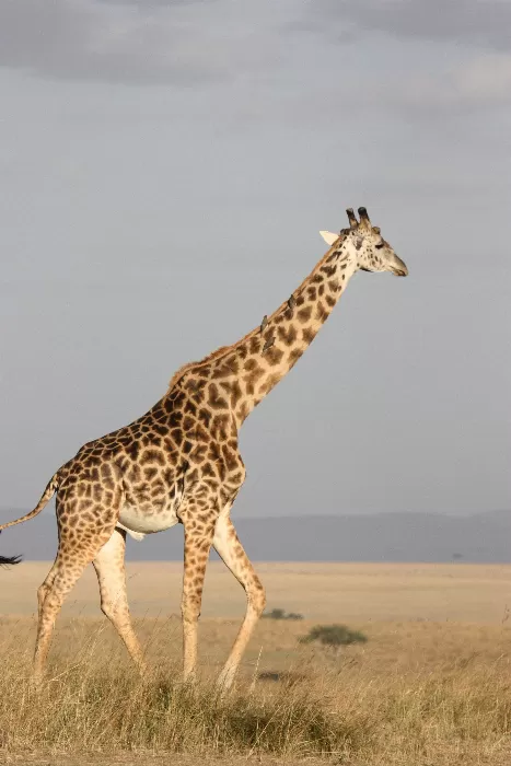 Giraffe in the Storm