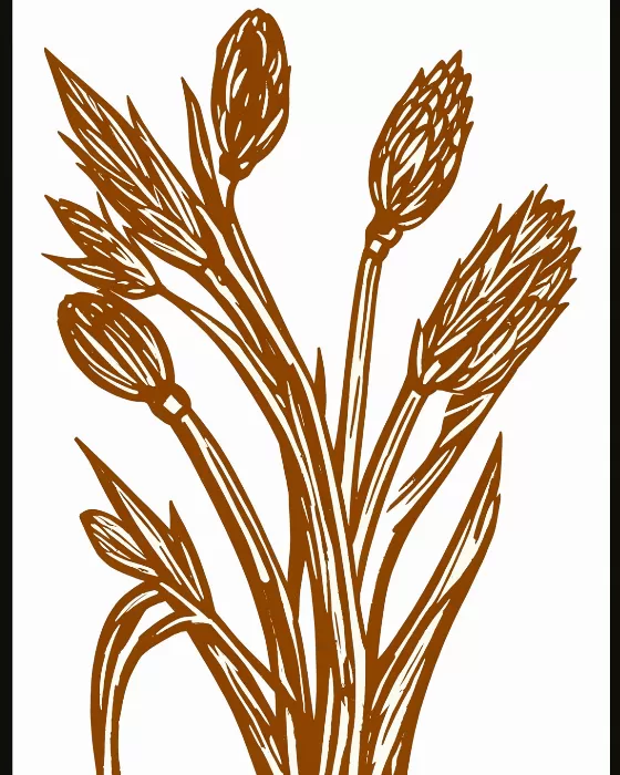 Dried Grasses