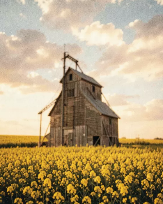 Canola Silhouette