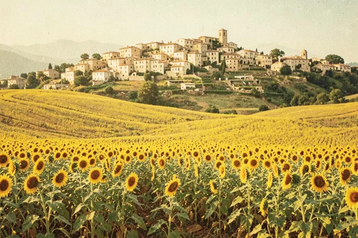 Umbrian Sunflowers
