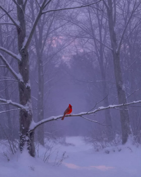 Crimson Watch