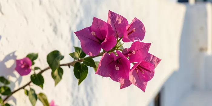 Mykonos Blooms