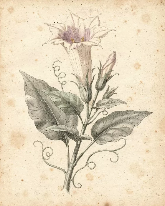 Dusk Datura