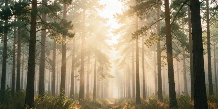 Faded Forest