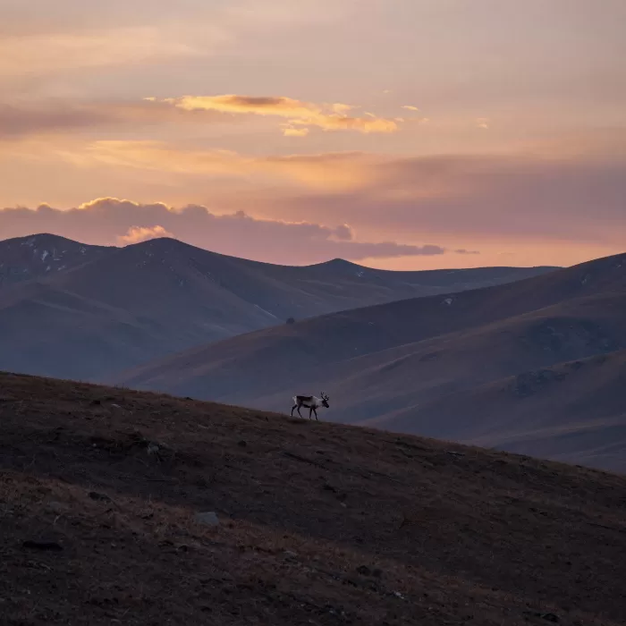 Tundra Twilight