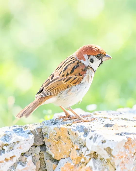 Sparrow Light
