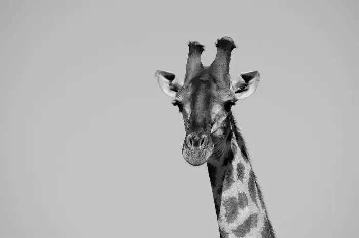 Giraffe black and white image