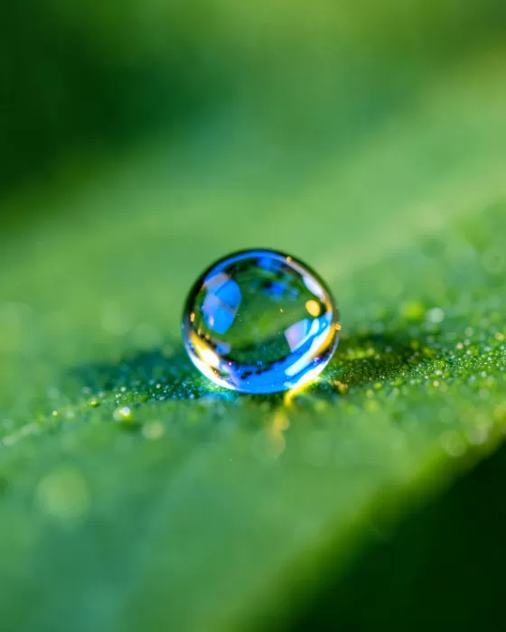 Dew Jewel
