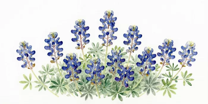 Bluebonnet Cluster