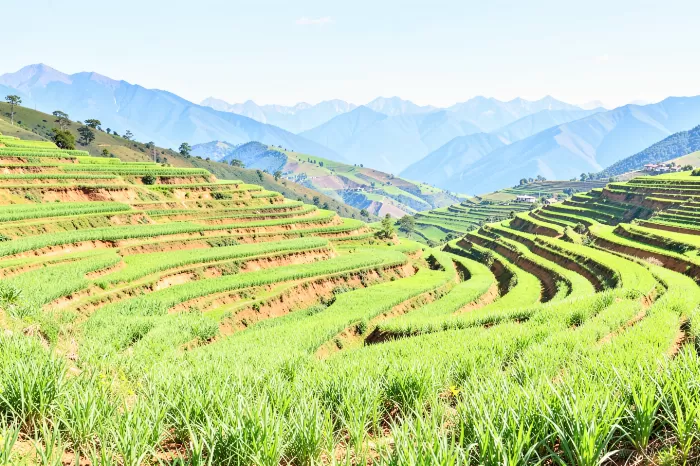 Sacred Terraces