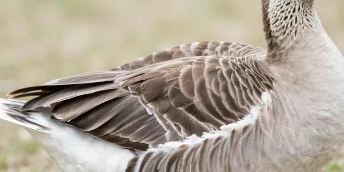 Wing Study