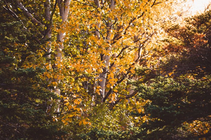 October - Newfoundland art print