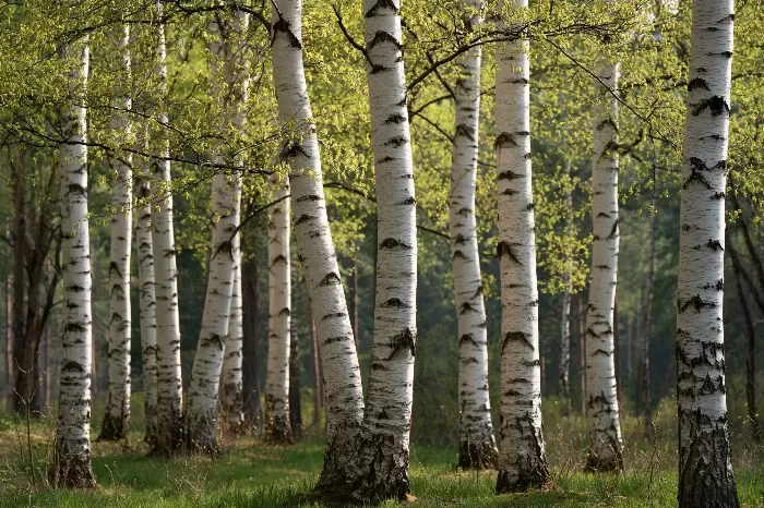 White Woods