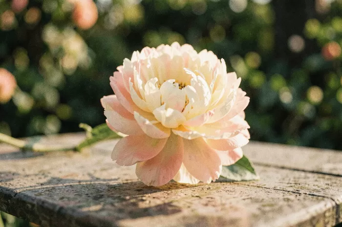 Peony Afternoon