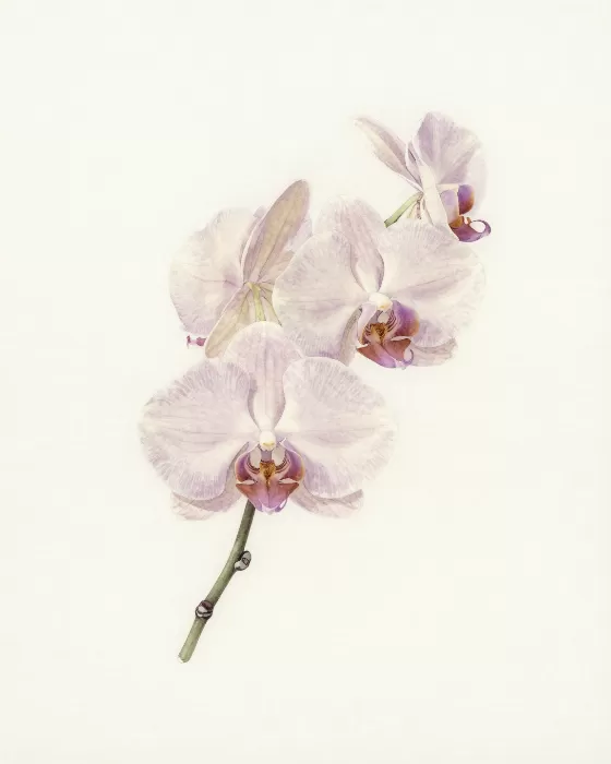 Pale Orchid