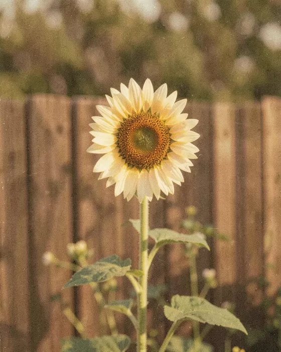 Faded Gold