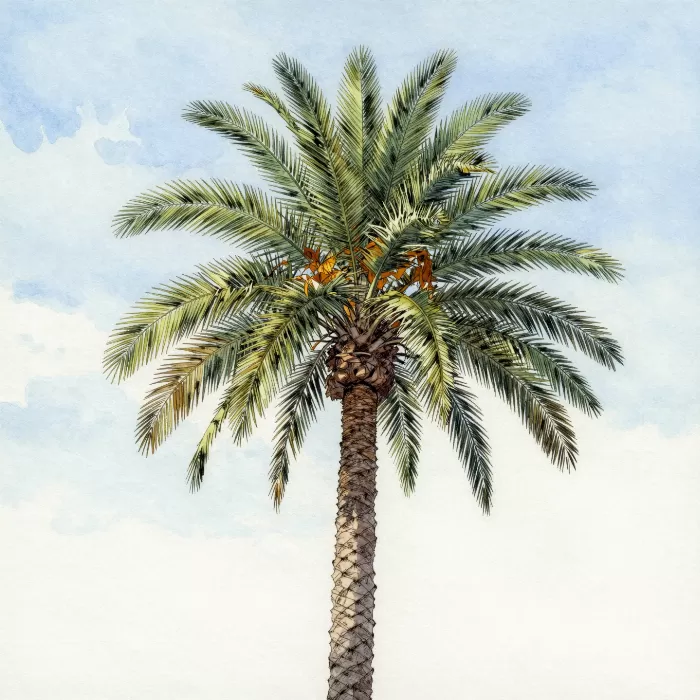 Still Palm