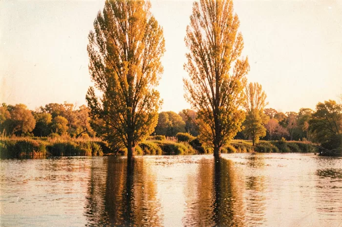 Poplars Riverbank
