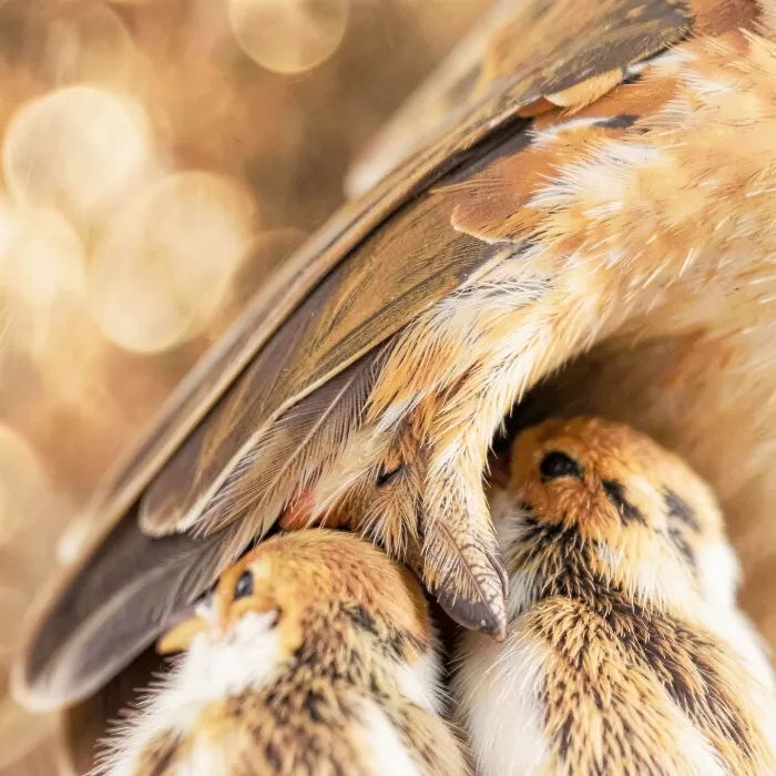 Wing Song