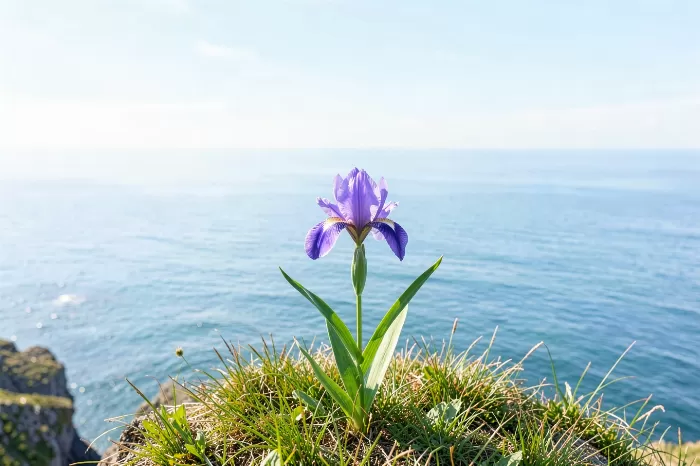 Clifftop Iris