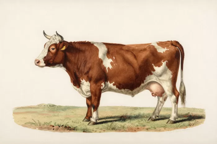 Hereford Study