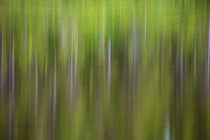 Reflections Of Nature - Newfoundland art print