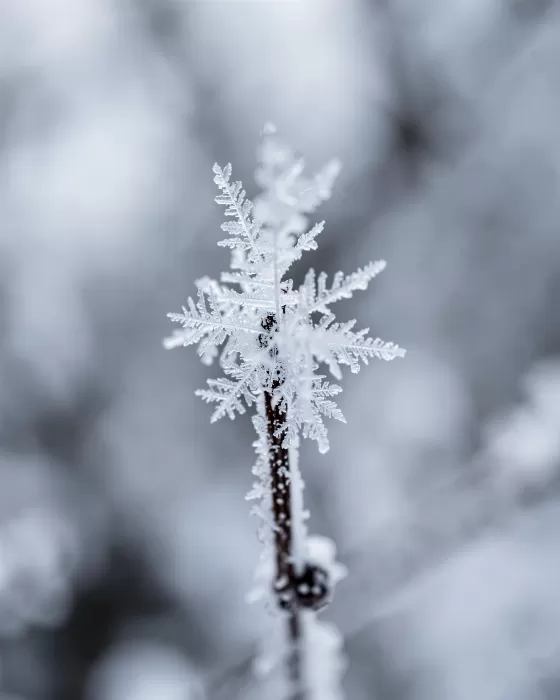 Ice Filigree