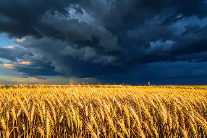 Kansas Wheat