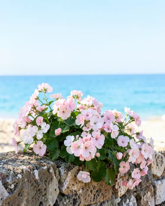Coastal Geraniums