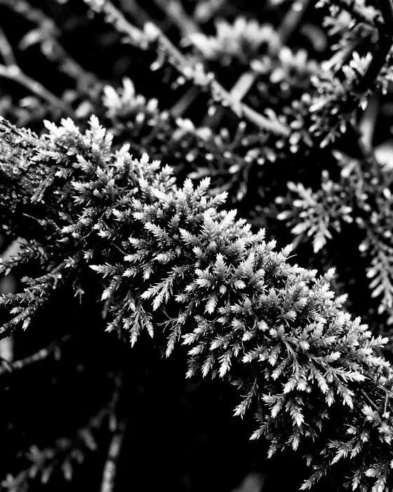 Branch Shadow