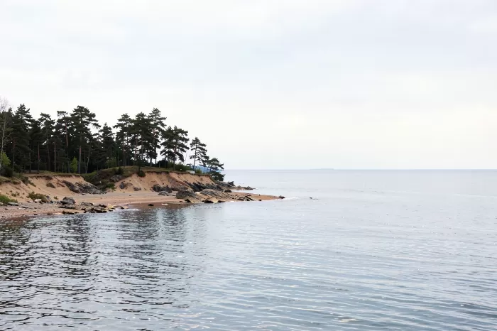 Baltic Pines
