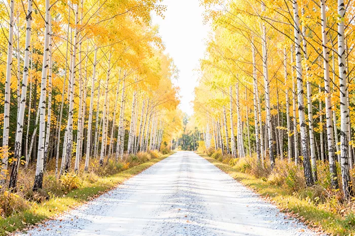 Autumn Carriageway