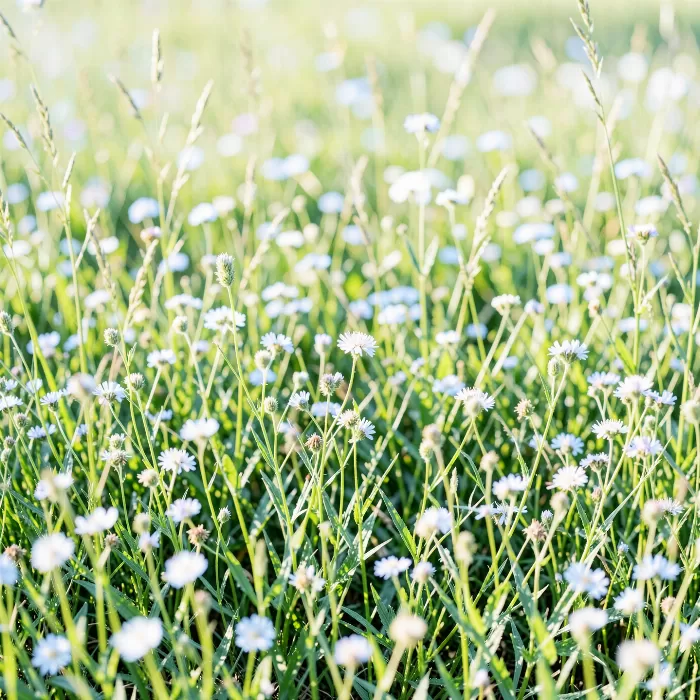 Morning Grasses