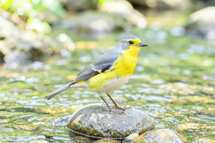 Streamside Citrine
