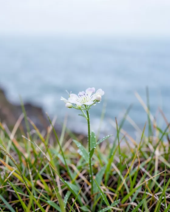 Bluff Bloom