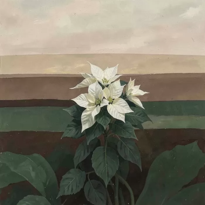 Poinsettia Fields