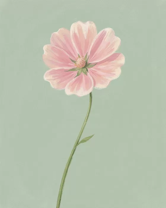 Blush Mallow