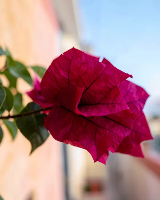 Crimson Bract