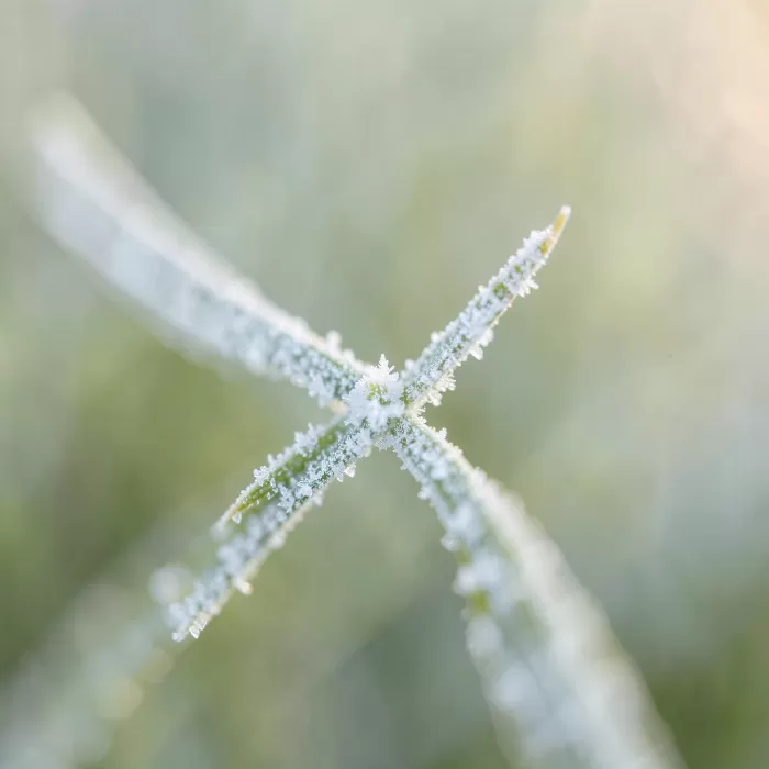 Crystal Grass