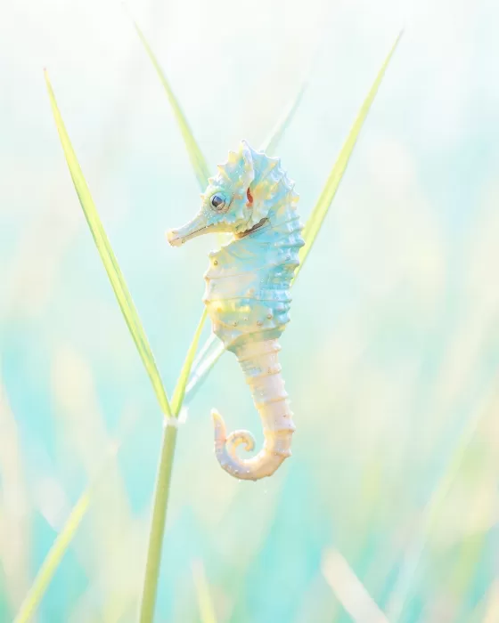Aqua Anchor