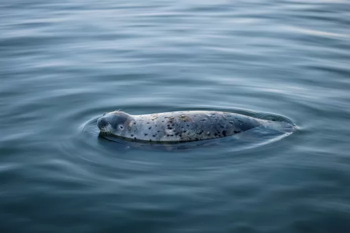 Still Seal