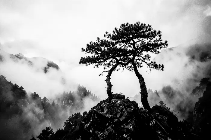 Rock Pine
